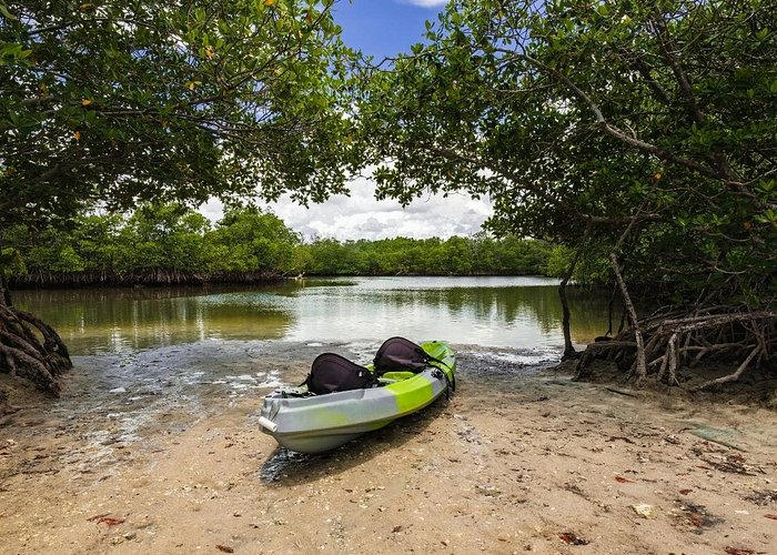 Kayak pulled onto a sandy mangrove shore